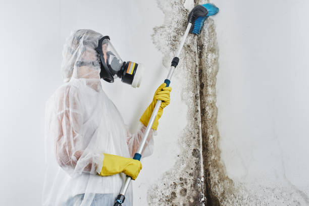 Best Mold Cleaning Services  in Folly Beach, SC
