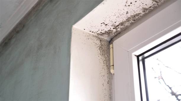 Best Emergency Mold Removal  in Folly Beach, SC