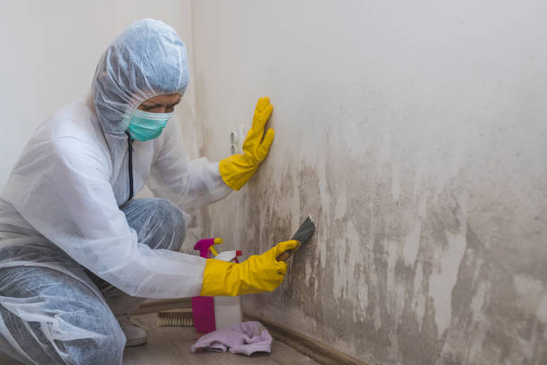 Best Mold Testing  in Folly Beach, SC