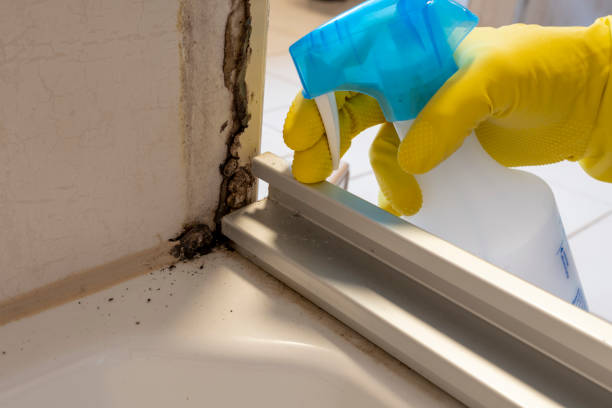 Best Toxic Mold Removal  in Folly Beach, SC