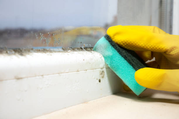 Home Mold Removal in Folly Beach, SC