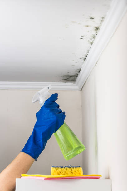Best Commercial Mold Removal  in Folly Beach, SC